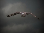 Winter Owl Evenings return to The International Centre for Birds of Prey Centre at Newent