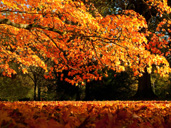 Gloucestershire at its Best Photography Competition - Last chance to enter