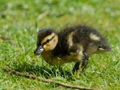 WWT Slimbridge