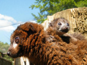 Meet the lemur babies of Madagascar at Cotwolds Wildlife Park