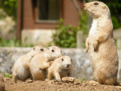 New arrivals at Cotswold Wildlife Park