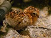 Sandpiper hatches at WWT