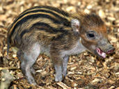 Cotswold Wildlife Park new arrival