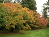 Westonbirt Arboretum