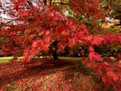 Westonbirt Arboretum