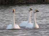 WWT Slimbridge