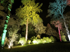 See Westonbirt's trees in a new light this Christmas!