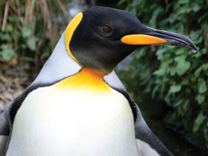 Six more King Penguins! Birdland's new arrivals from Edinburgh Zoo