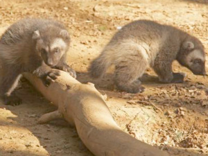 Wolverines at Cotswold Wildlife Park