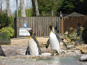 king Penguins at Birdland, Gloucestershire