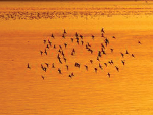 After hours at WWT slimbridge