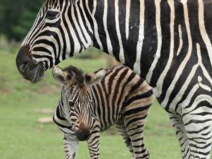 Zebra foal shows off its tiny stripes at Cotswold Wildlife Park