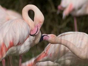 Events at WWT Slimbridge