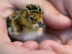Events at WWT Slimbridge