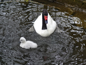 Events at Birdland in Gloucestershire