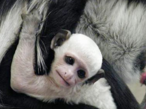 Cotswold Wildlife Park welcomes baby Colobus Monkey