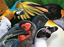 Summer Feathered Fun Pass