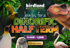 What's on at Birdland May Half Term Holidays in Bourton-on-the-Water