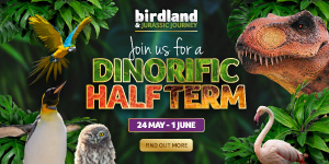 What's on at Birdland May Half Term Holidays in Bourton-on-the-Water