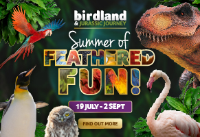 https://www.birdland.co.uk/four-penguin-chicks-hatch-at-birdland/
