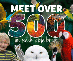 Things to do this autumn in Gloucestershire | Birdland