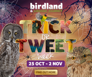 Things to do this October Half Term in Gloucestershire | Birdland