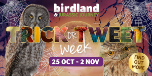 Things to do this October Half Term in Gloucestershire | Birdland