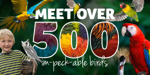 Days out in the Cotswolds | Birdland