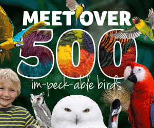 Days out in the Cotswolds | Birdland