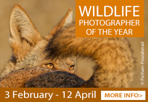 Whats on in Gloucester | Exhibitions at Nature in Art