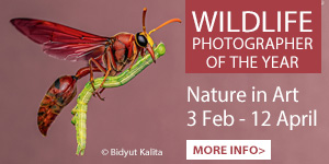 Whats on in Gloucester | Exhibitions at Nature in Art