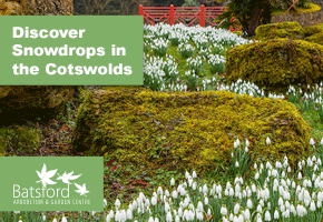 Snowdrops in the Cotswolds