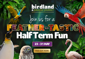Days out in the Cotswolds | Birdland