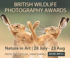 Things to do this summer in Gloucester | Nature in Art exhibitions