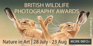 Things to do this summer in Gloucester | Nature in Art exhibitions