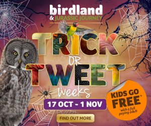 Halloween events in the Cotswolds | Birdland October Half Term Kids Go Free