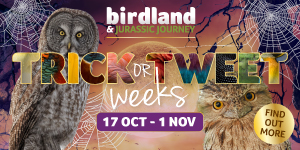 Halloween events in the Cotswolds | Birdland October Half Term Kids Go Free