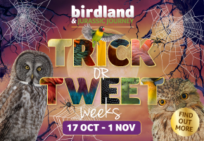 Halloween events in the Cotswolds | Birdland October Half Term Kids Go Free
