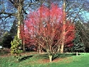 Batsford Arboretum