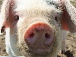 Butts Farm Rare Breeds