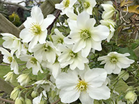 Clematis House
