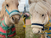 The Pony Party