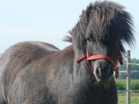 Severnwye Pony Trekking