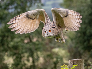 Cotswold Falconry Centre