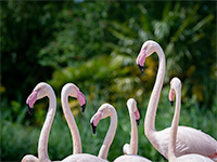 WWT Slimbridge