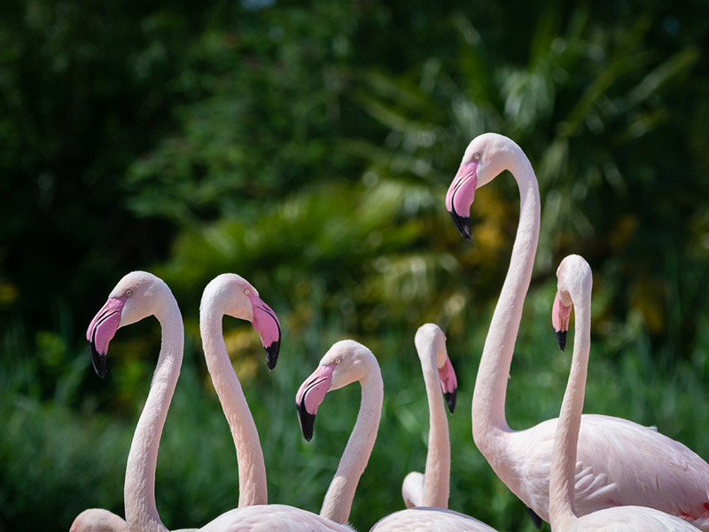 WWT Slimbridge