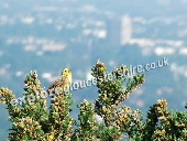 Yellowhammer over Cheltenham